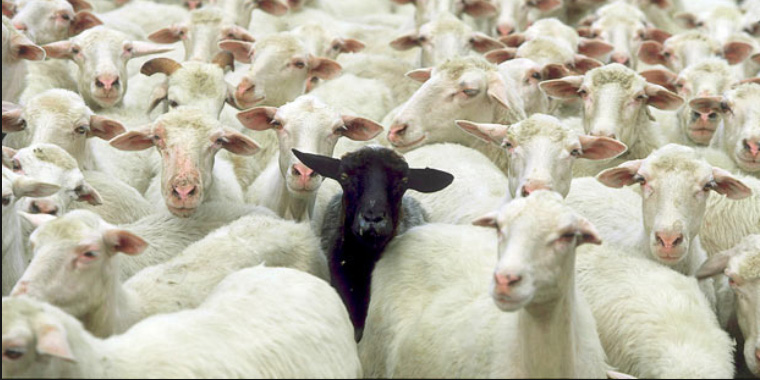 Black sheep, being normal is nothing to brag about.